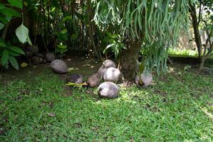 Прорастающий кокос