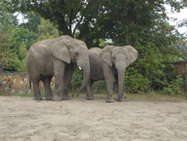Африканские слоны в зоопарках попадаются редко. В Варшавском вот есть