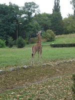 Август, детёнышей в зоопарках много. Есть и жирафята