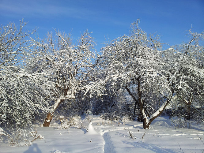Вот она, натуральная зима. Брянск