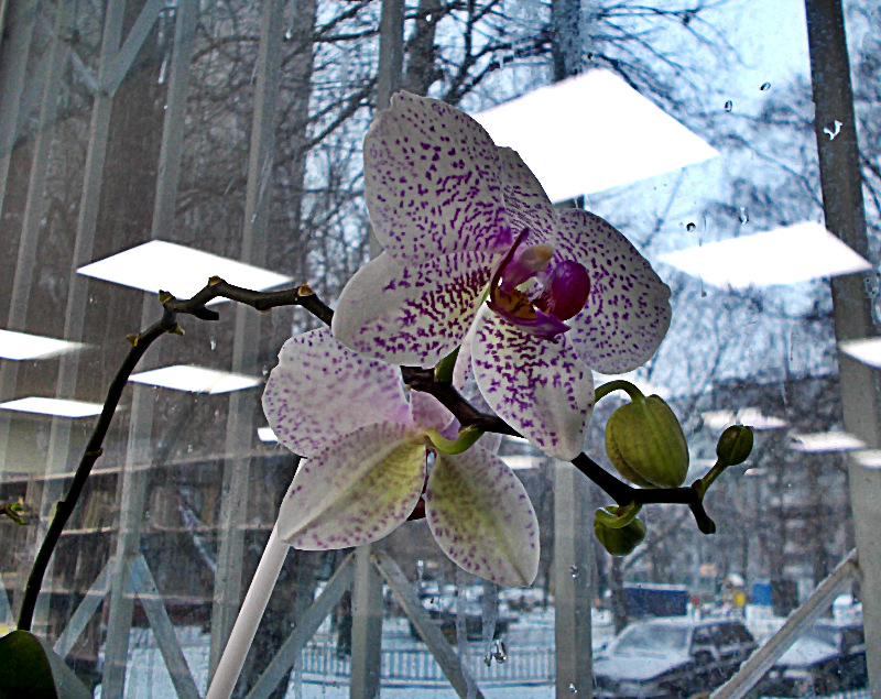  Цветущая орхидея в фокусе