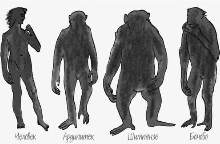 Человек, ардипитек, шимпанзе и бонобо (схема).